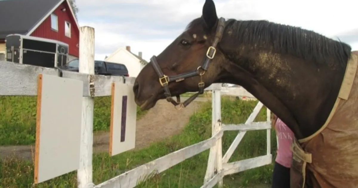 Norra ja Rootsi ratsahobustelt hakatakse küsima, mida nad tahavad