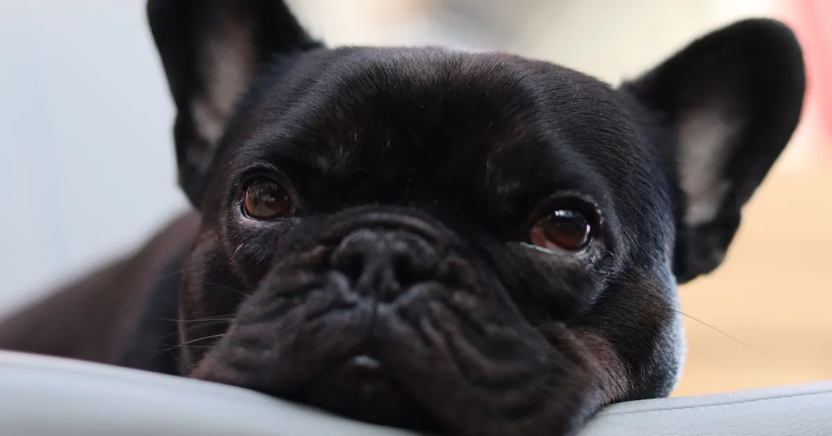 Haige koera ravita jätmine tõi briti naisele 10‑aastase loomapidamiskeelu