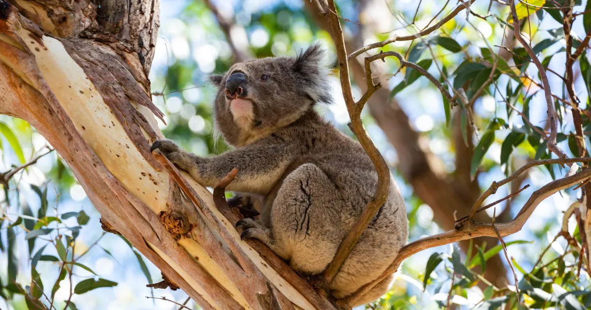 Eukalüptist sündisid nii didžeriduu kui ka nohusprei