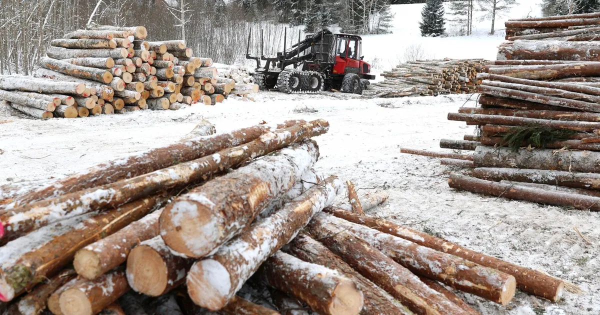 Külm talv soosib metsatöid