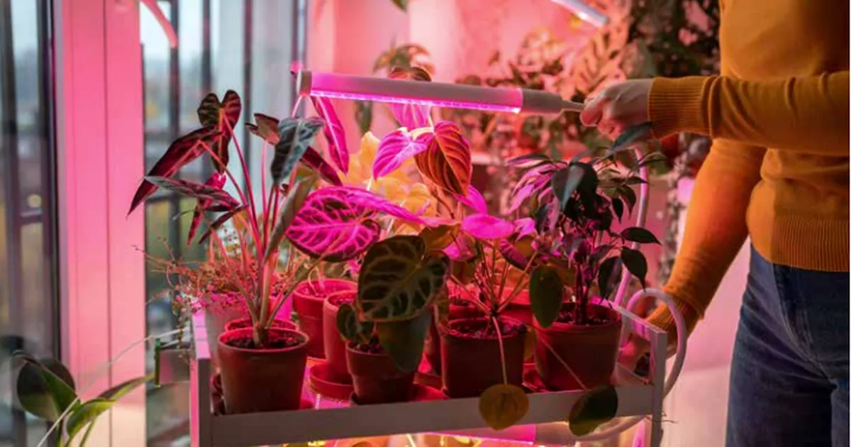 Õige valgus teeb taimedega imet