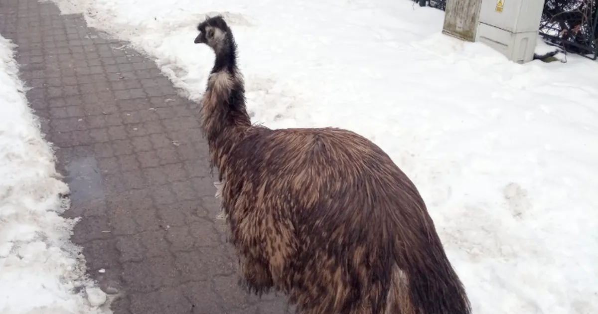Ebatavaline vaatepilt tänaval pani kohalikud imestama: «Tuvid lähevad siin aina suuremaks!»