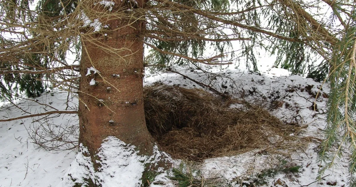 KUIDAS OHTU MÄRGATA? ⟩ Lumises metsas võib kogemata karupesa otsa komistada