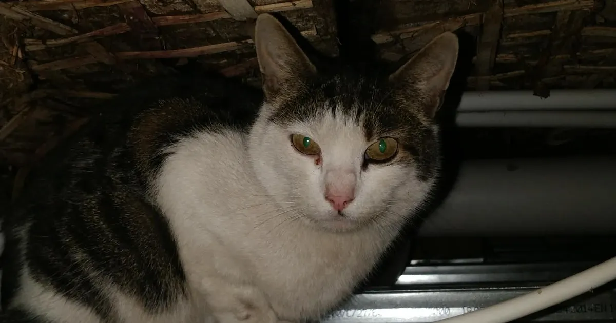 FOTOD JA VIDEO ⟩ Kalamajas lammutati naabri korteri seinad ja lagi, et päästa kass surmasuust