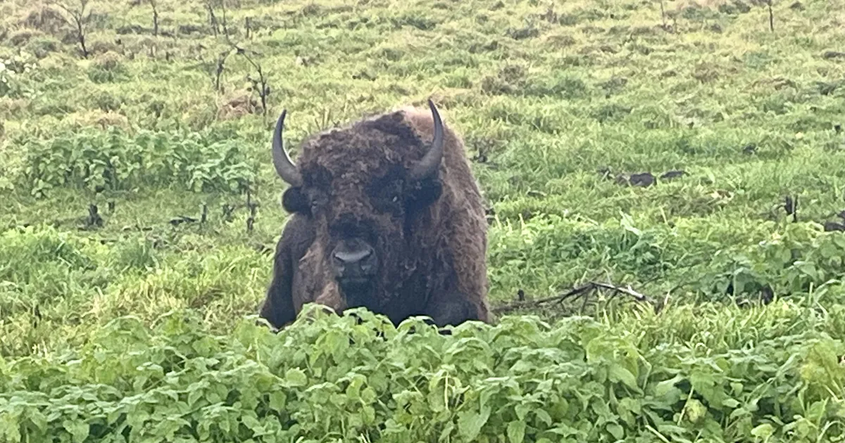 Eesti piisonikasvataja avameelne pihtimus: «Pärast õnnetust ma nende aeda enam ei lähe»