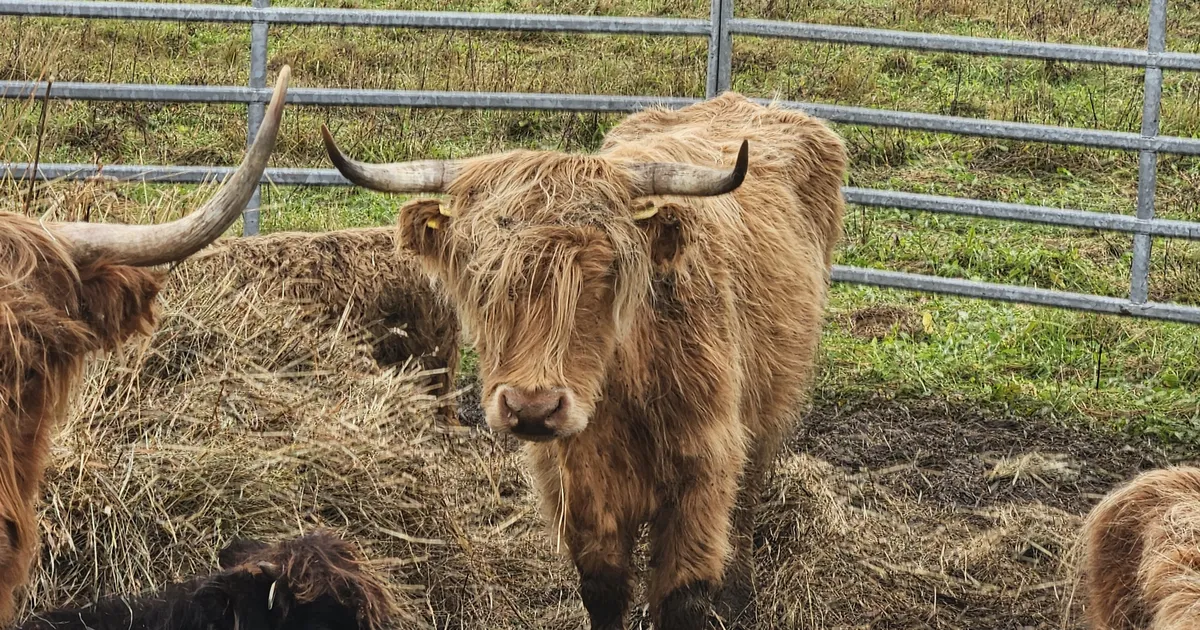 JULM HUKKAMINE ⟩ «Loomapiinamise vaikiv ajastu?» Eesti Loomakaitse Liit süüdistab PTA-d mägiveiste piinamises, amet lükkab etteheited tagasi