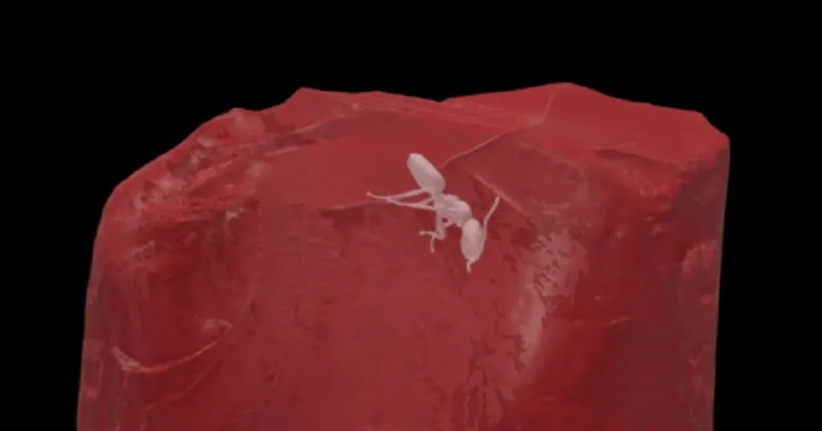 Goethe teadmata peitis tema merevaigukogu 40 miljoni aasta vanust saladust