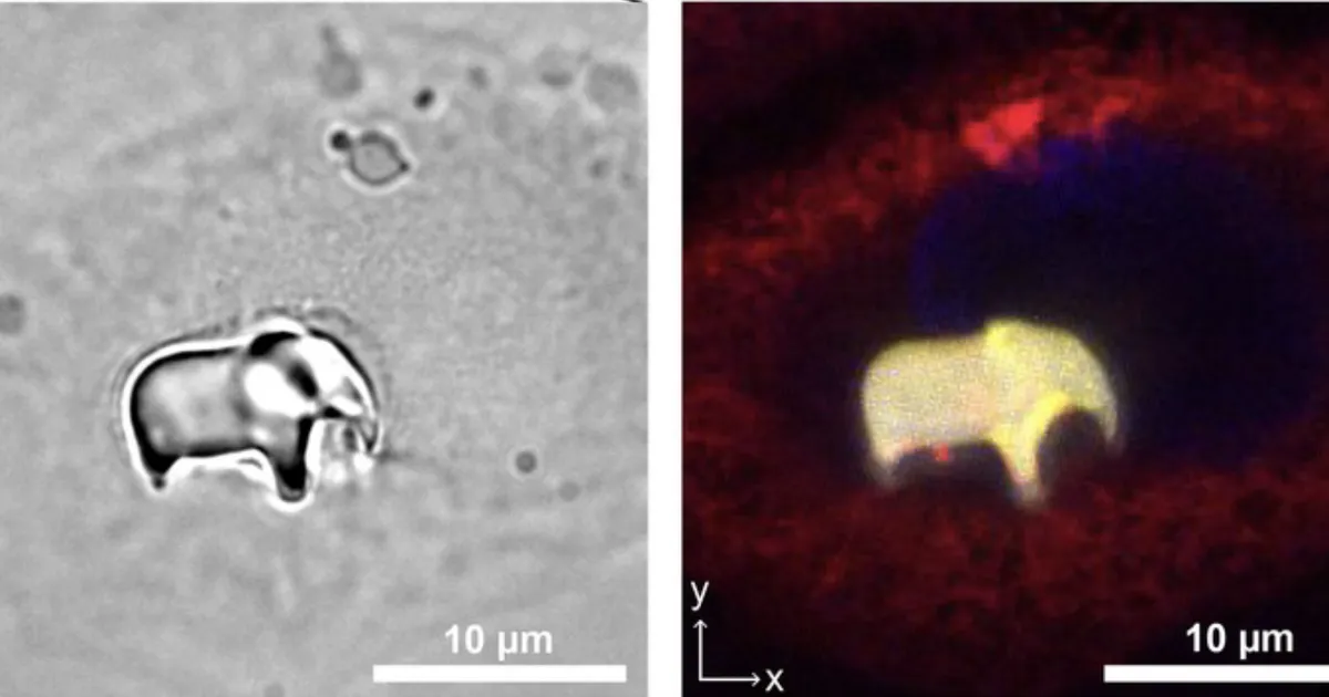 Kirbu rautamine on köki-möki – loe, kuhu õpiti asju 3D printima