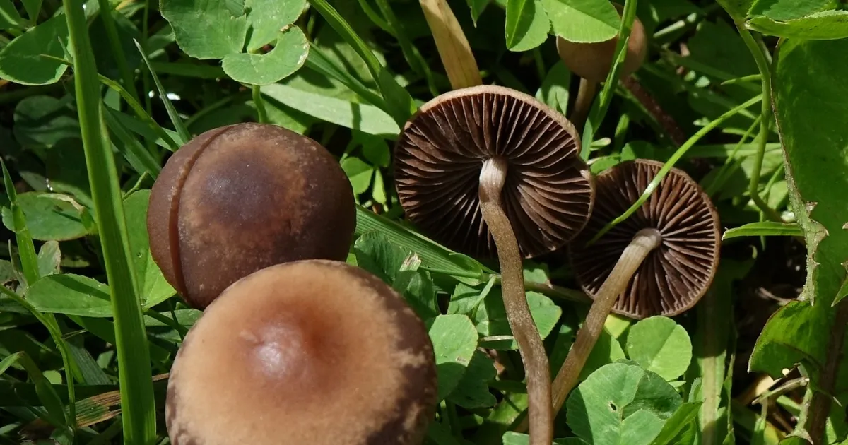 NEW SCIENTIST ⟩ Kuidas «maagilised seened» oma mõju said?