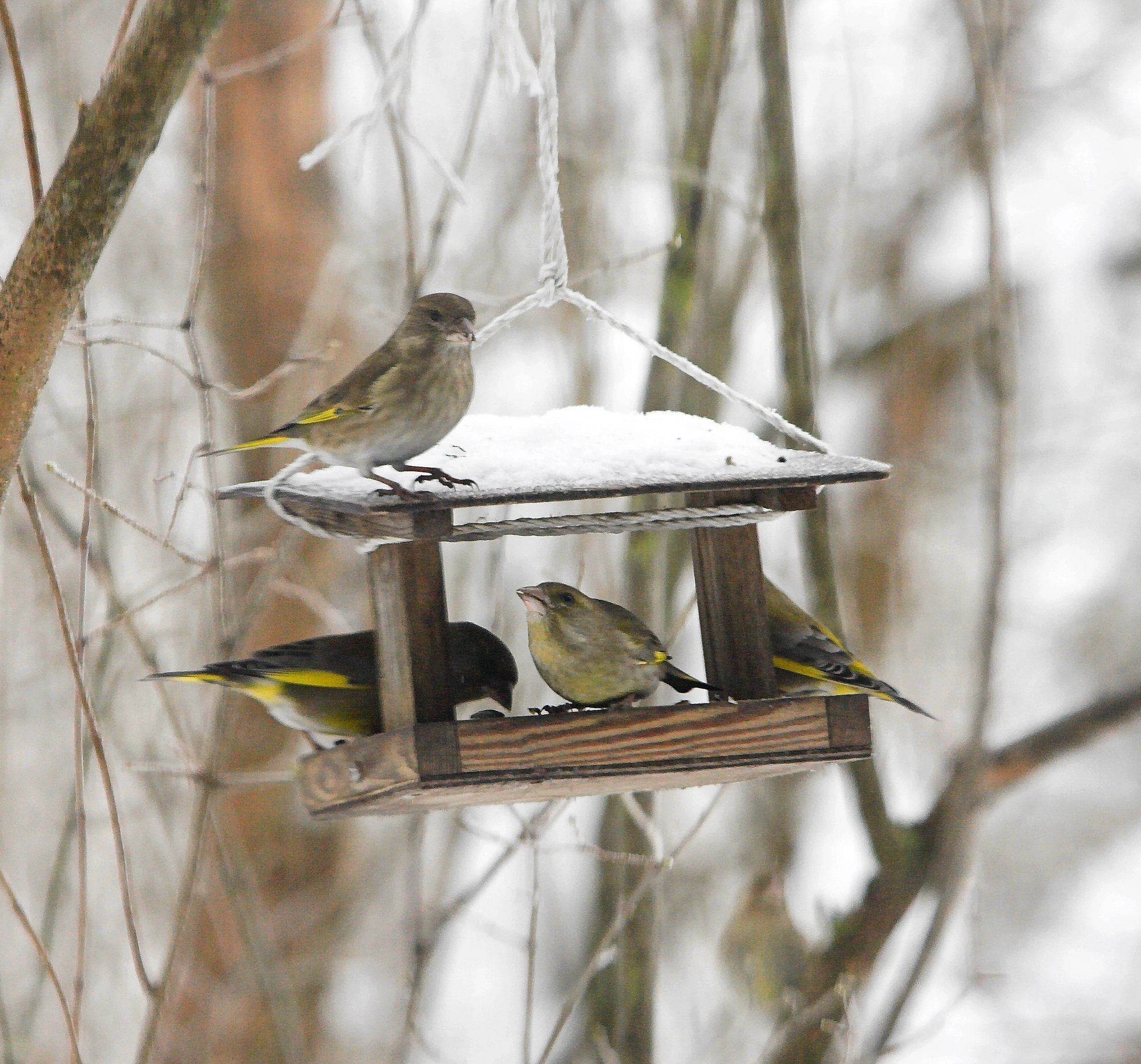 JUHEND | Kas sina tead, milliseid toiduaineid ei tohi aialindudele kindlasti anda?