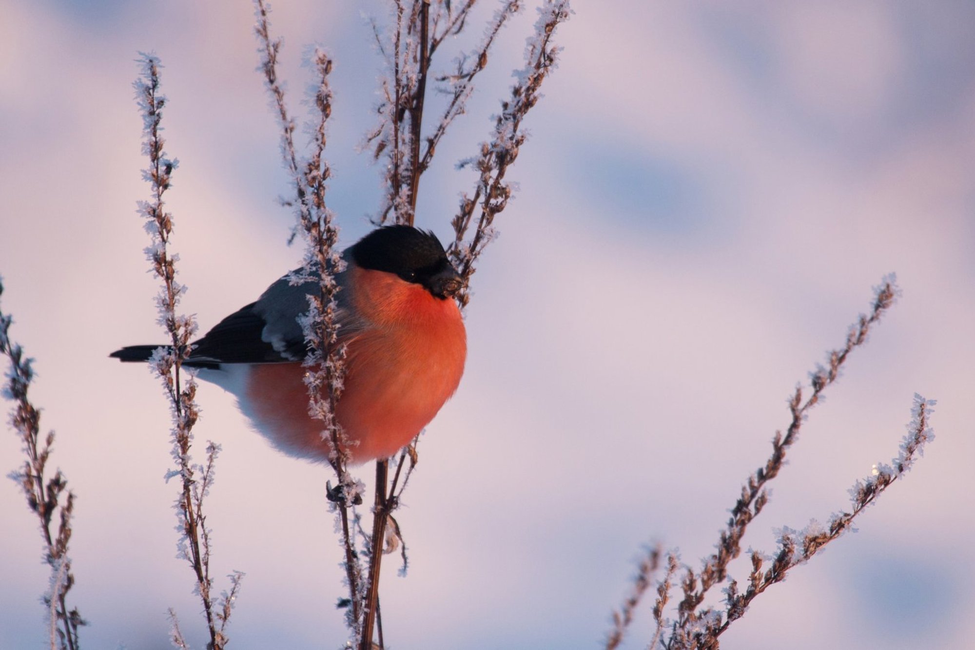 LUGEJA KÜSIB | Kuhu on kadunud kõik leevikesed?