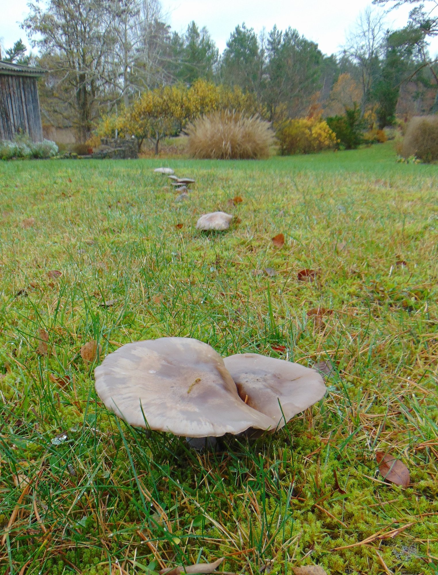 Soe sügis tegi triki: haruldased seened kasvasid otse koduõuel