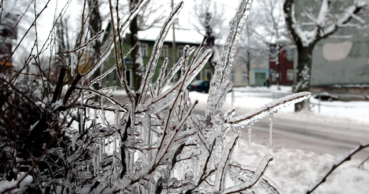 ARHIIVIKULD ⟩ Mis juhtub aias, kui soojale talvele järgneb pakane?
