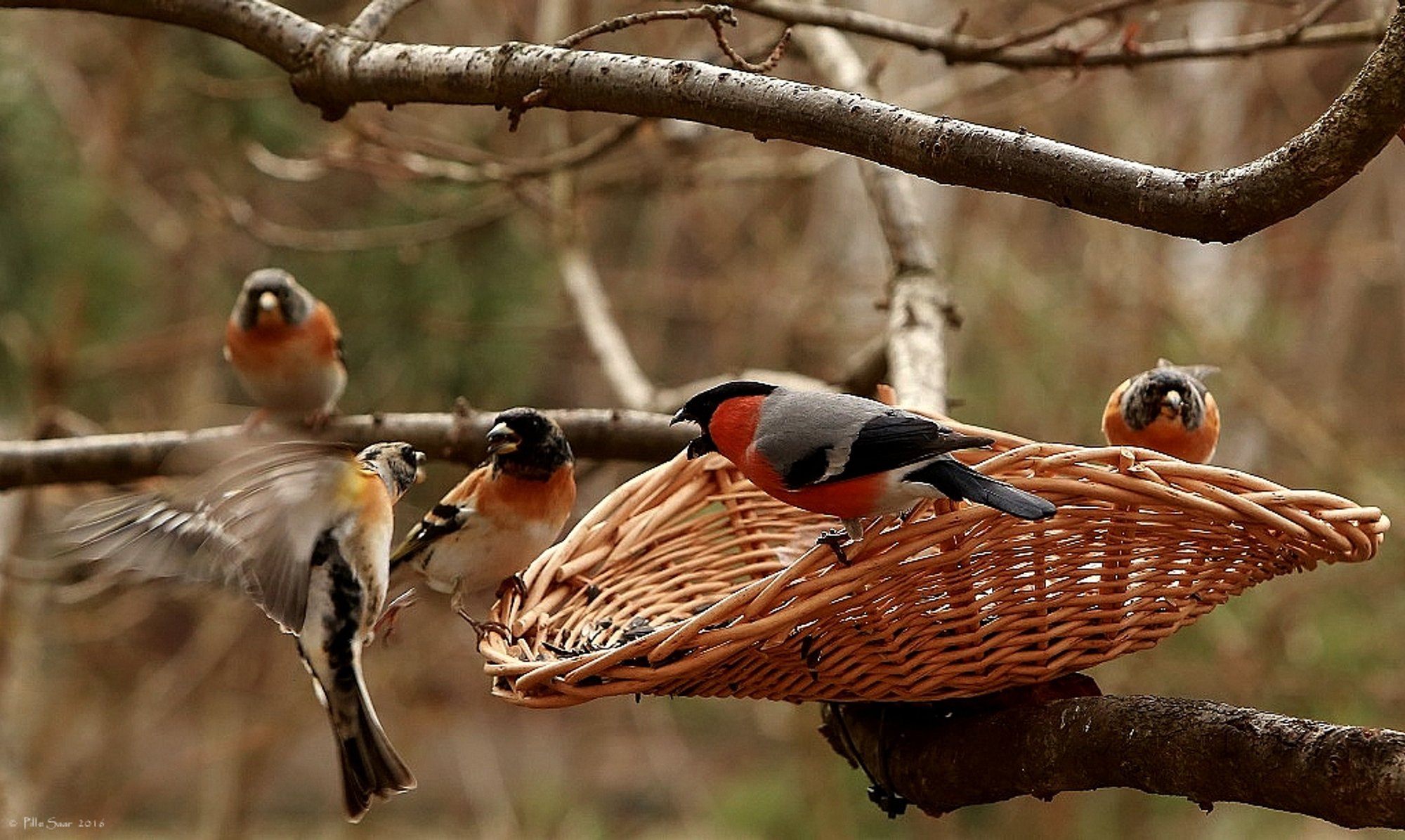 Kas toidad oma aia linde? Vaata kuidas seda õigesti teha!