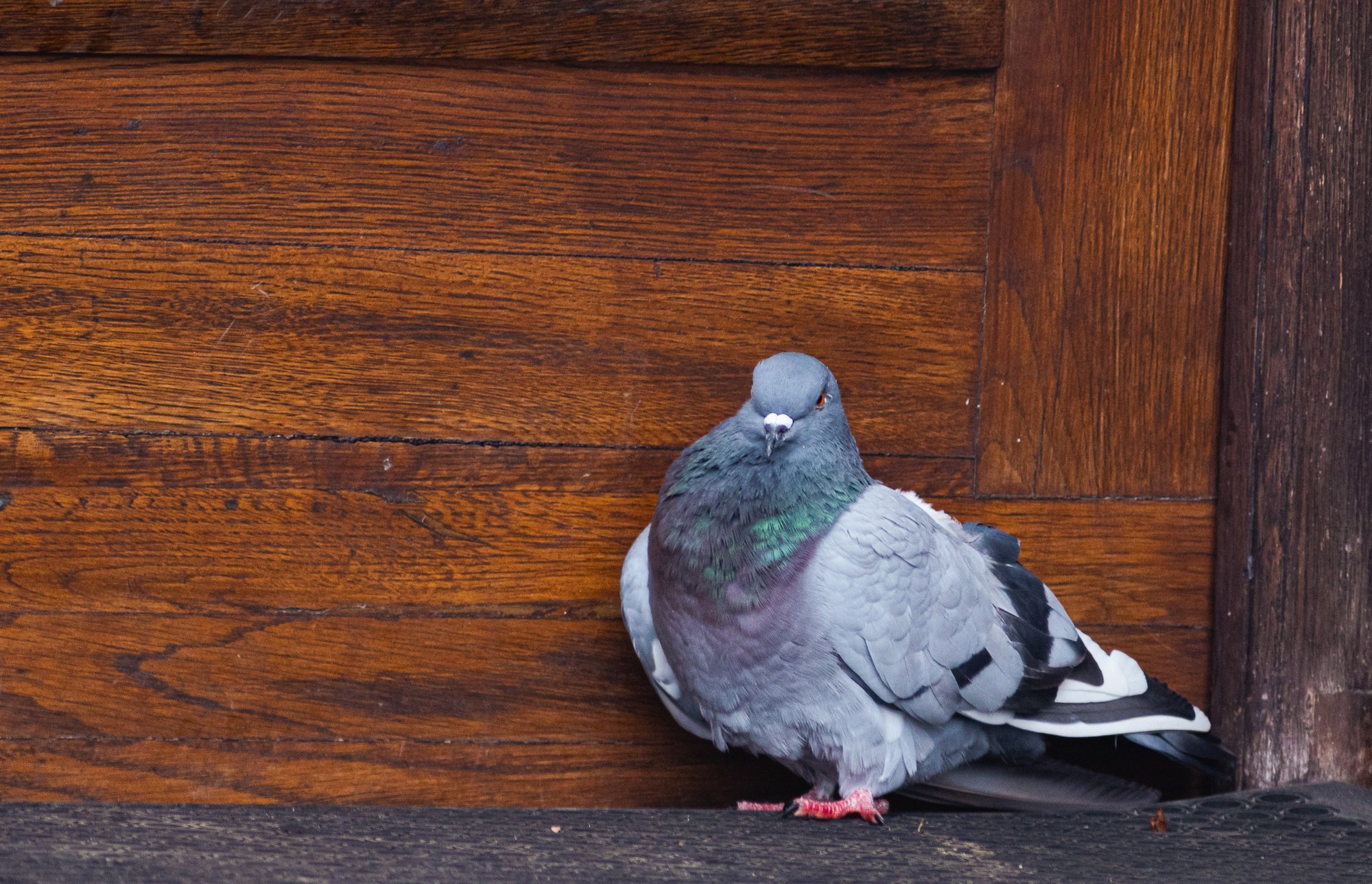 Kodutuvid on Eestis püsima jäänud võõrlinnuliik, kellel on supervõime - erakordne navigeerimisoskus