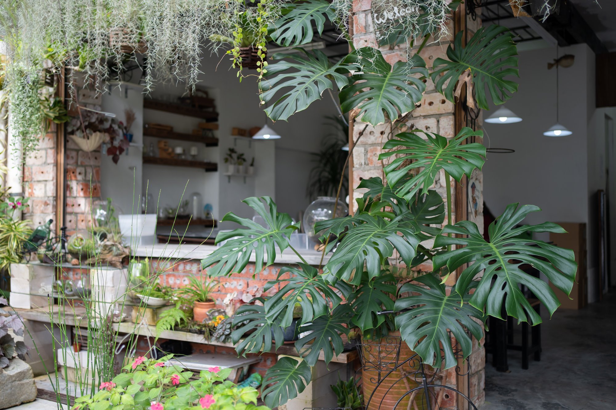 HEA TEADA | Need kolm suurekasvulist taime sobivad just hämarasse ruumi