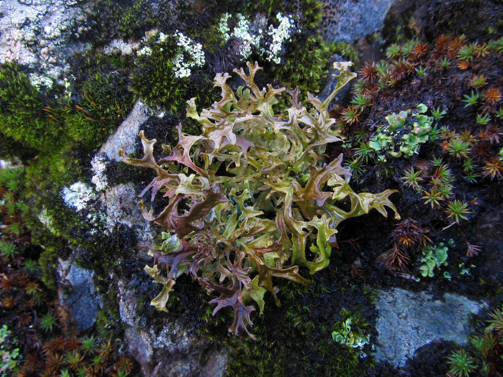 Kuiv köha ei taha vaibuda? Islandi samblik on tõhus looduslik köharohi