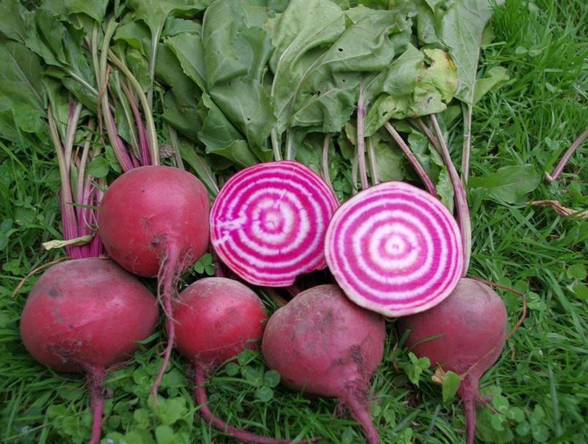 TURG | Maksupoliitika surub Eesti peedikasvataja nurka, tarbija maksab rohkem kui iial varem