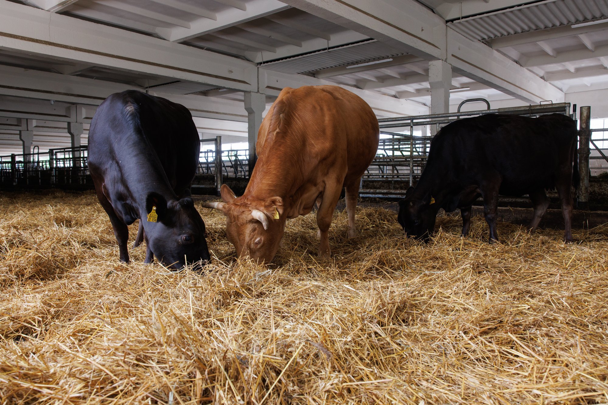 Eesti lihasektori nukker statistika: karjade vähenemine ja hinnatõus suruvad tarbija odavama liha poole
