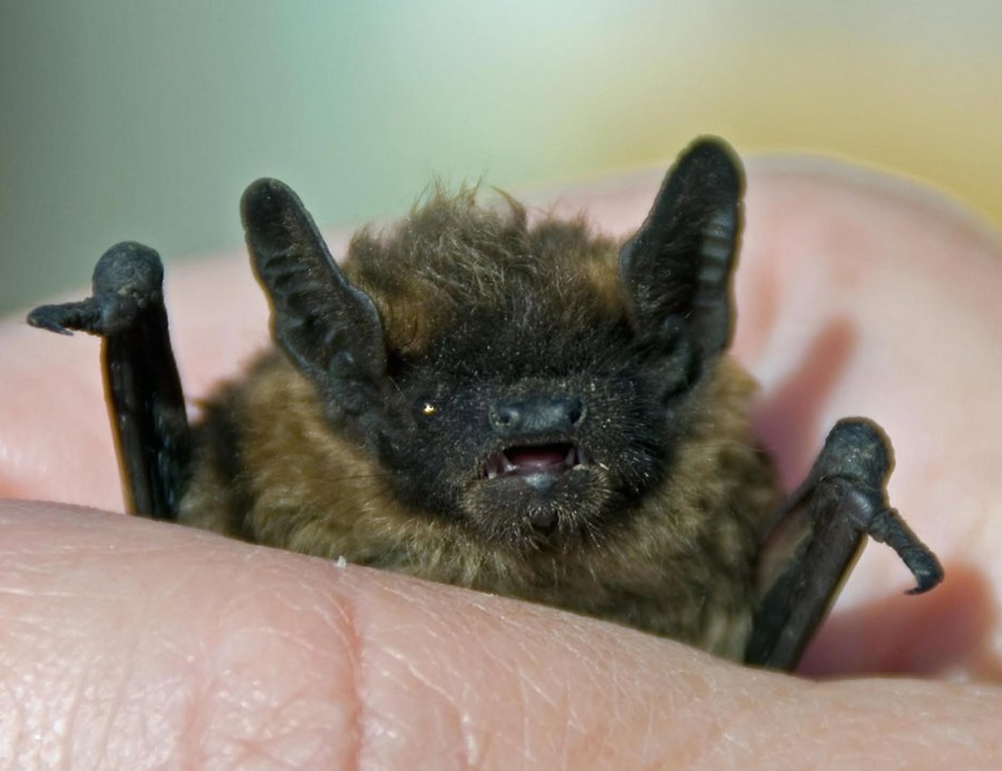 Kas sinu keldris on nahkhiiri? Keskkonnaagentuur ja Eesti Terioloogia Selts kutsuvad neid kaardistama