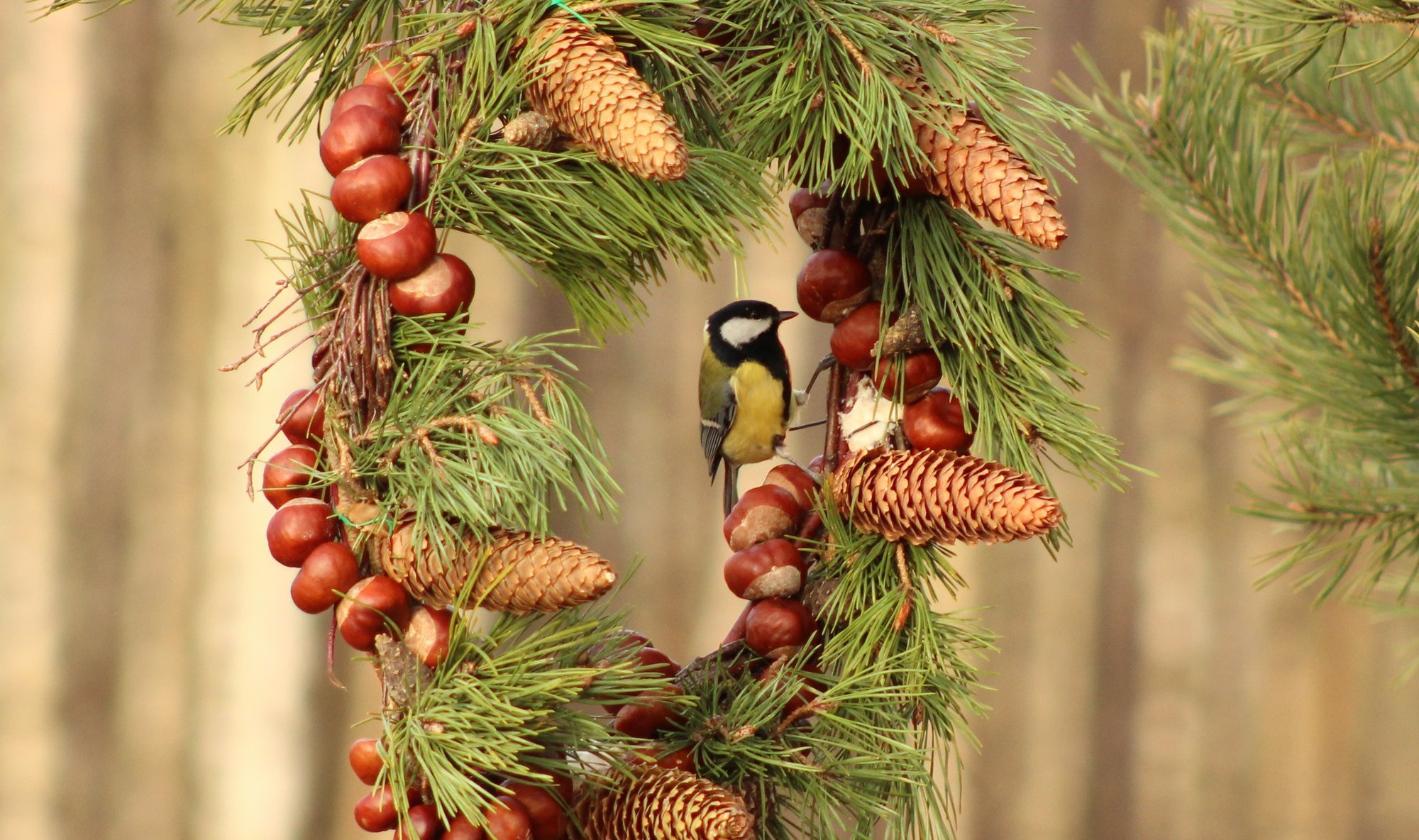 Meisterda lindudele okstest, käbidest ja kastanitest toidupärjad!