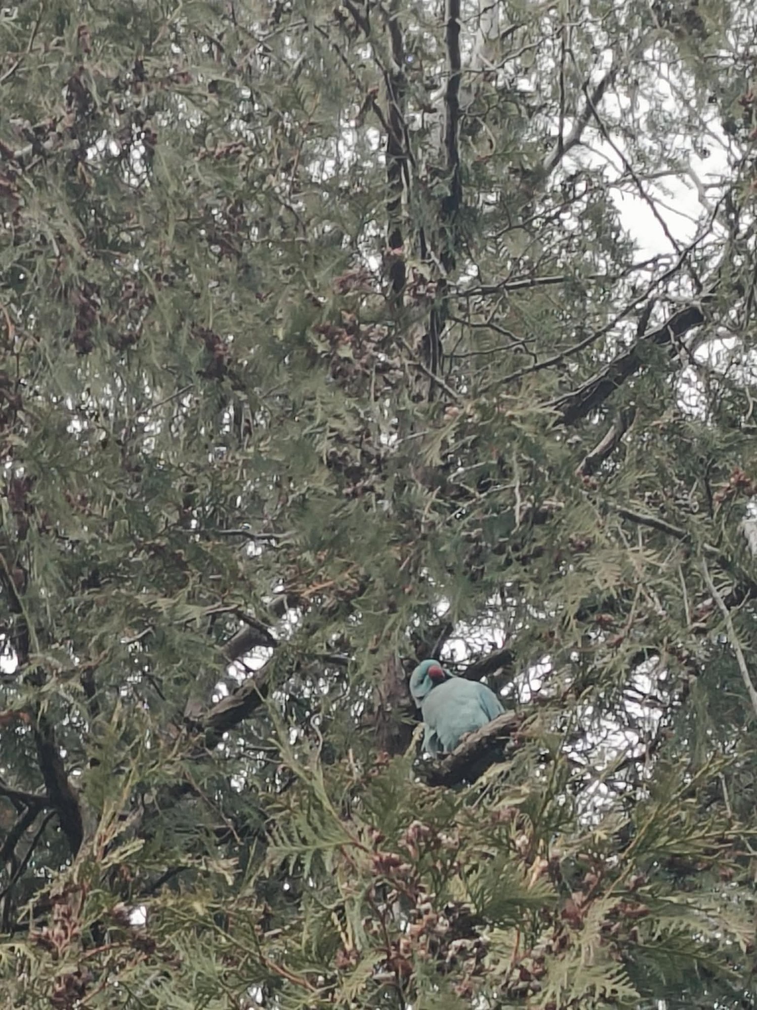 Hiiumaal lendab vabalt ringi papagoi. Ornitoloog: arvatavasti ei suuda ta meie talve üle elada