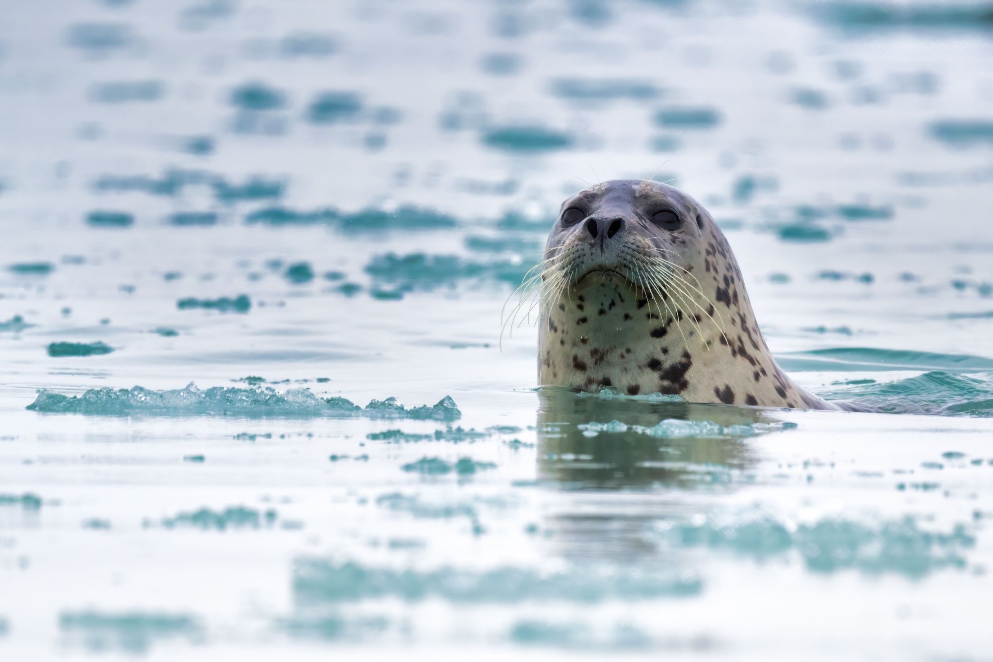 Südakuu ehk jaanuar