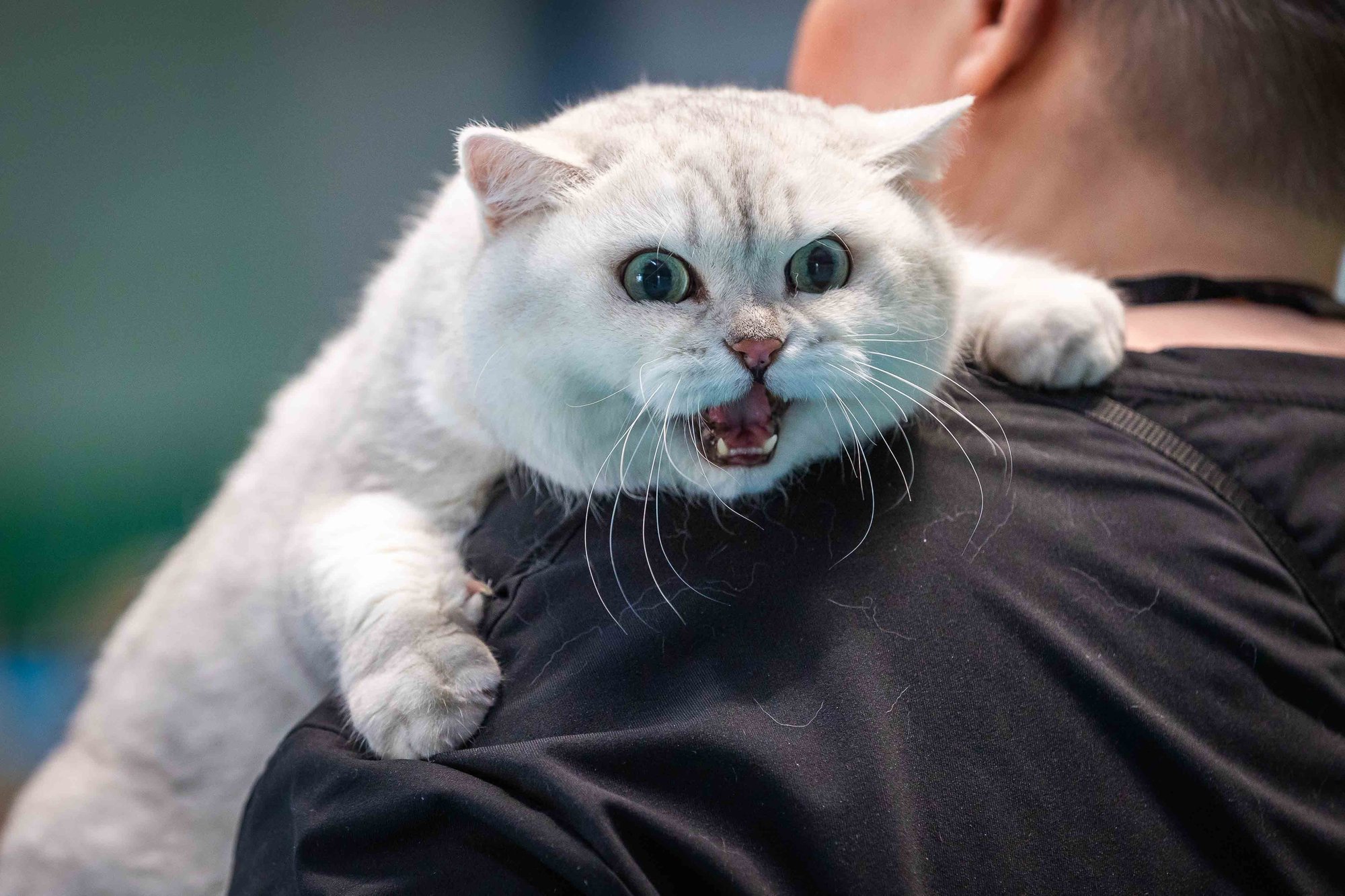 Miks kass käitub ettearvamatult, muutudes silmapilguga mõnusast miisust kurjamiks?