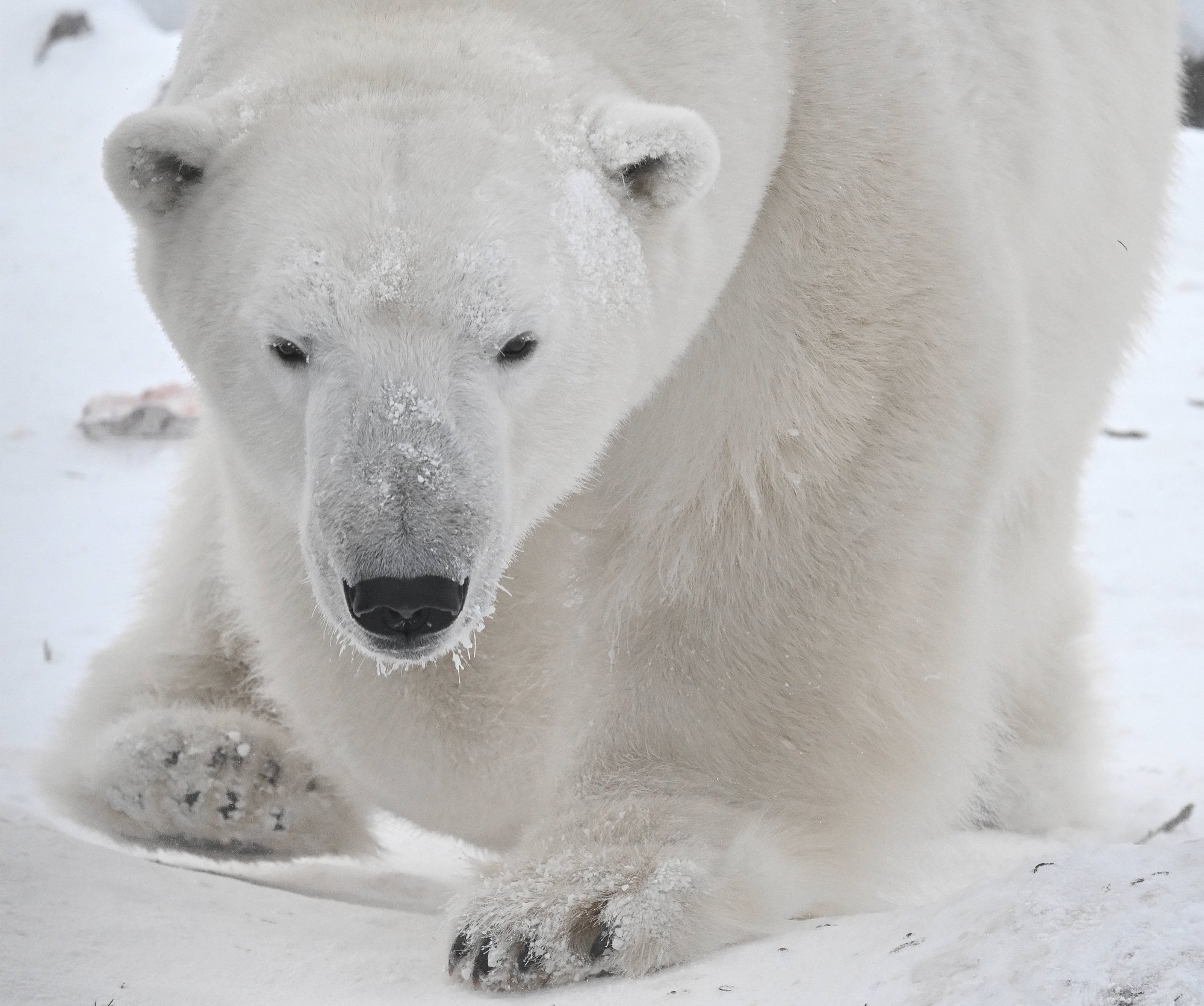 Uuring: Teravmägede jääkarud on kliimasoojenemisest ja jää sulamisest hoolimata paksuks läinud