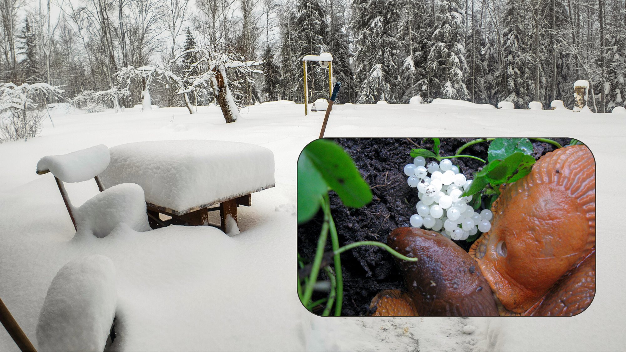 LUGEJA KÜSIB | Kas krõbe külm tapab Hispaania teetigude munad?