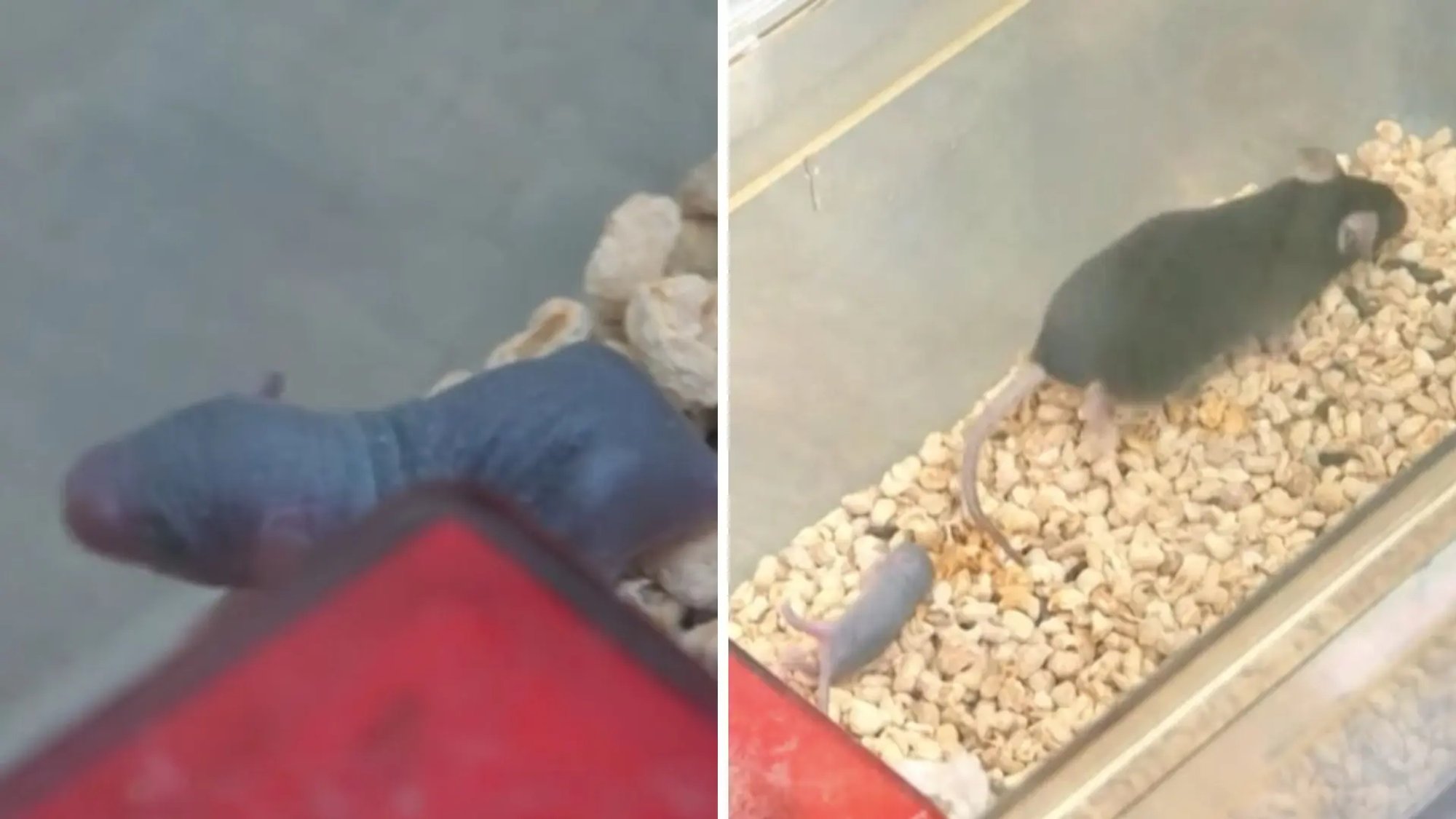 Hiinlaste kosmosehiir sünnitas pärast tagasitulekut üheksa poega. Miks on see oluline verstapost?