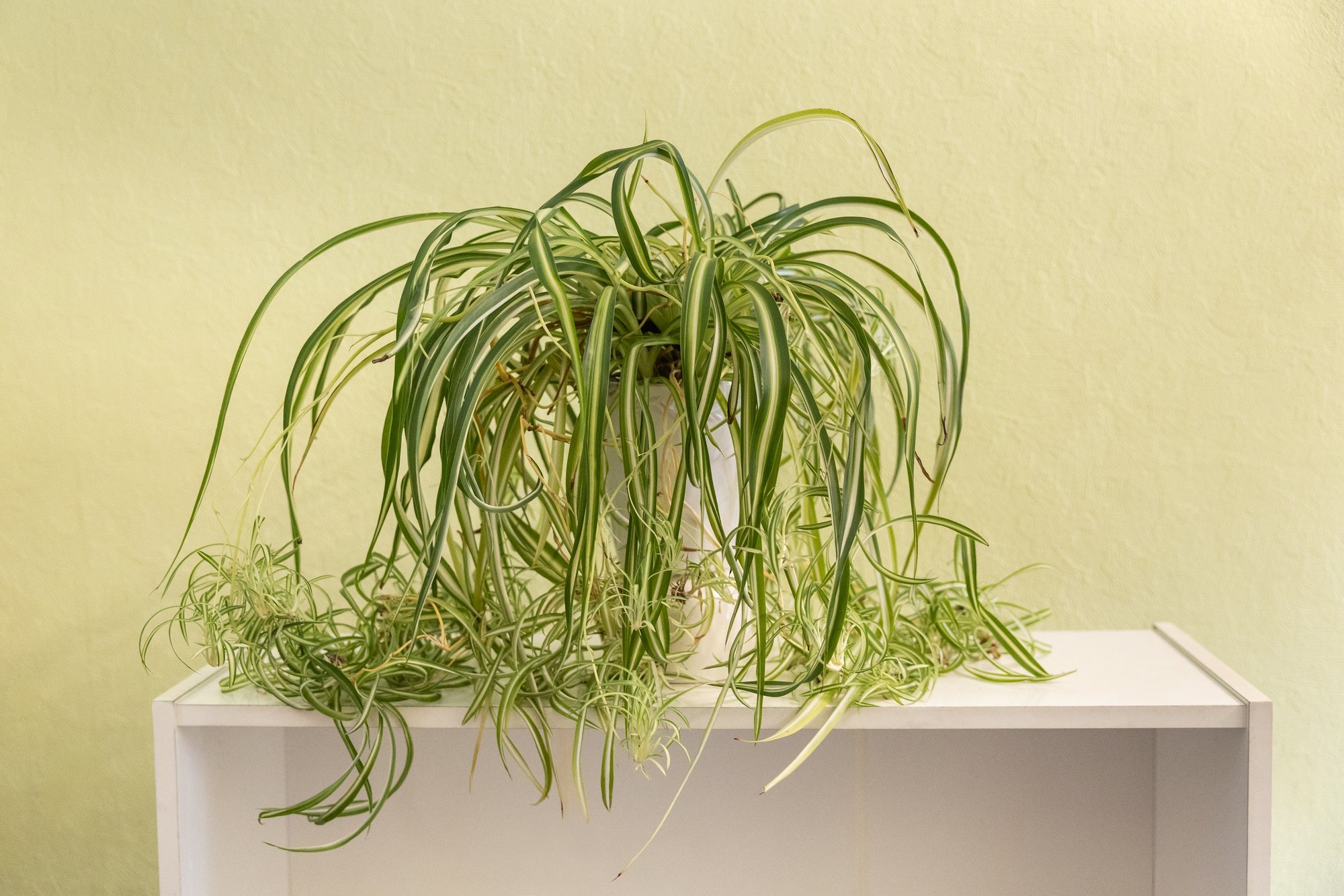 Üheksa soovitust tups-rohtliilia hooldamiseks, et ta pakuks silmailu ja puhastaks toaõhku