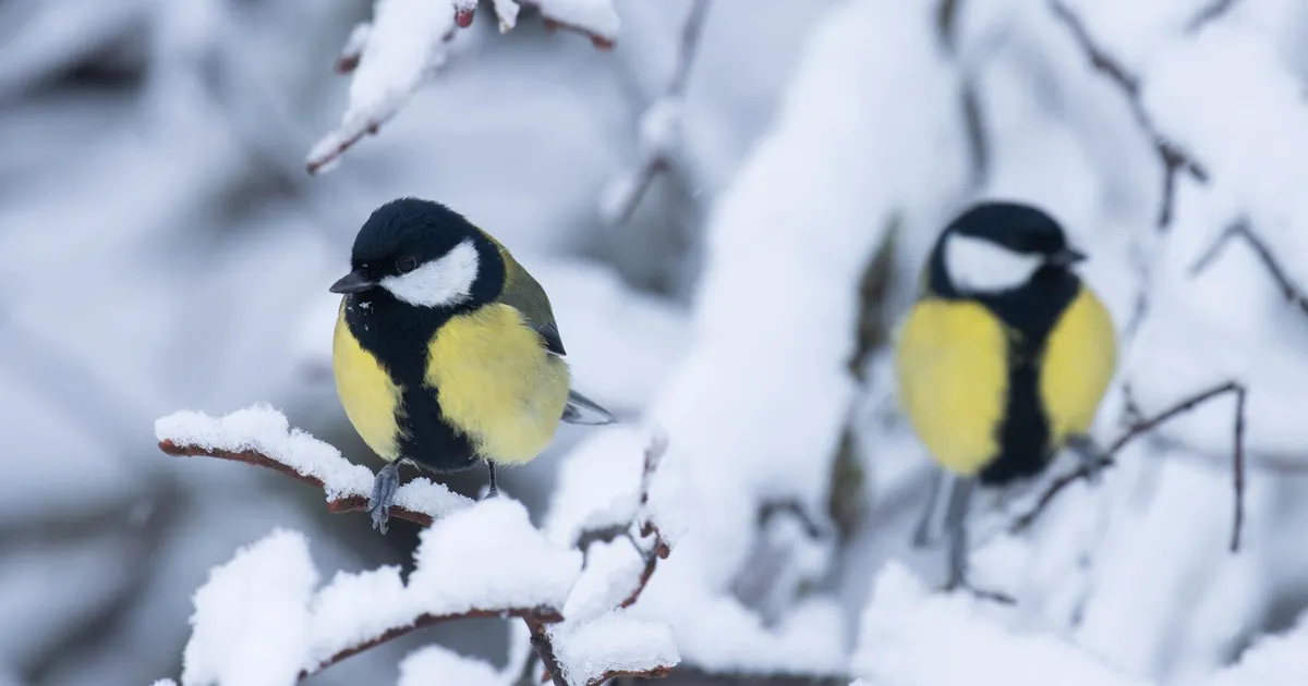 LOODUSKALENDER ⟩ Lõhnab juba kevade järele