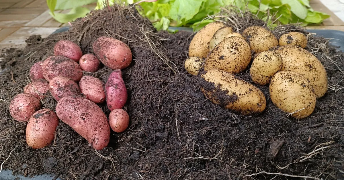 Tahad varajast kartulit? Siis pista mugulad juba toas mulda