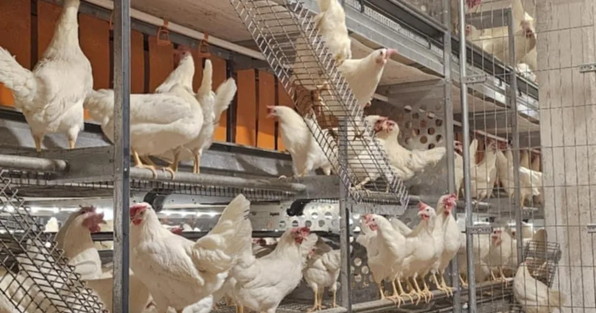 Suurimad munatootjad lubavad minna üle puurivabadele tootmisviisidele hiljemalt 2035. aastaks