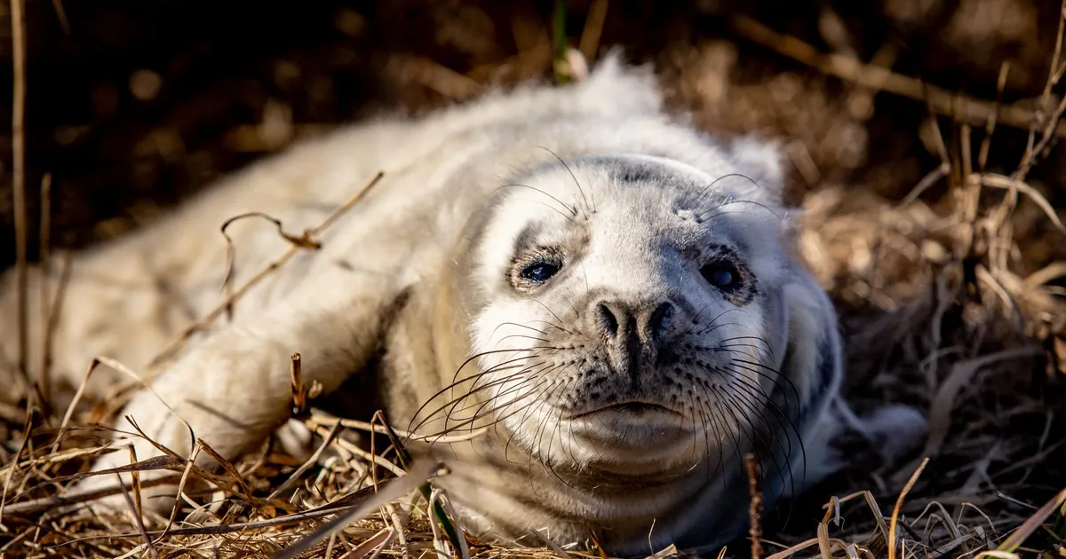 KEVADINE RÕÕM ⟩ Looduskaamerast näeb hülgepoegi