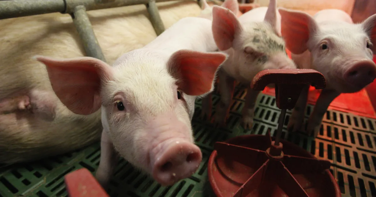 Karmid nõuded andsid sigade väiketootmisele suure löögi – nüüd hakatakse rajama toetuste toel väikefarme