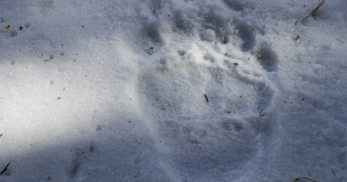MTÜ Eesti Metsloomauuringud hakkab karudele GPS andureid kaela panema