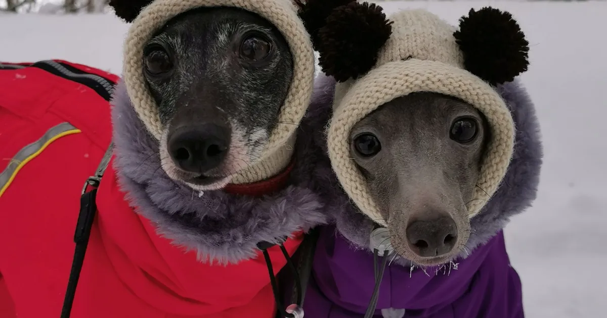 ARMAS GALERII ⟩ Vaata, mida eestlaste lemmikloomad sel talvel selga panevad