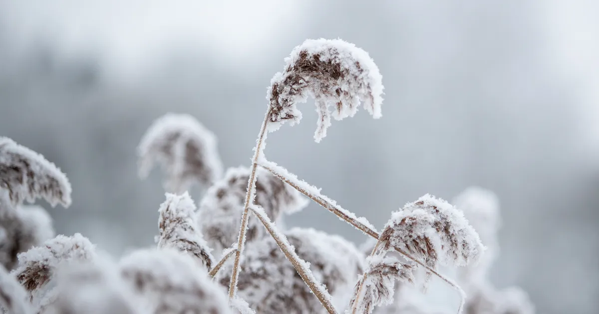 PAKANE TAANDUB ⟩ Nädala lõpus on üle pika aja oodata kohati plusskraade