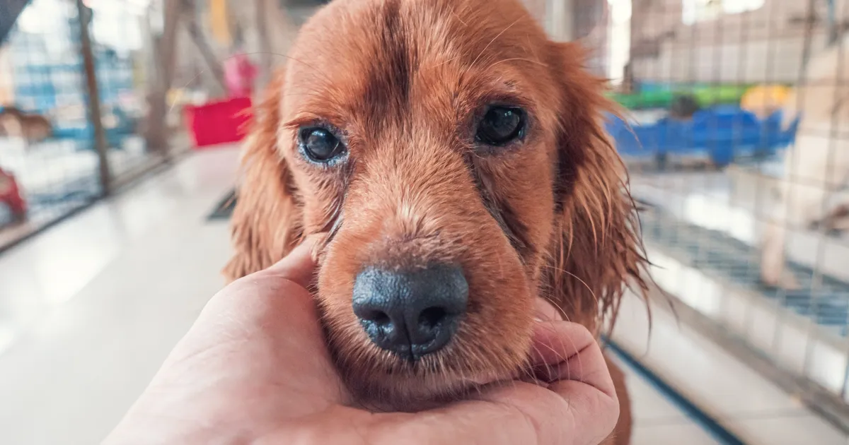 Hüljatud koera juurest leiti südantlõhestava tekstiga kiri