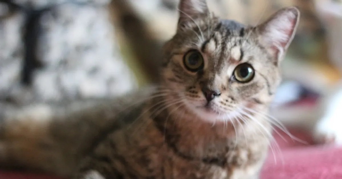 PÄEVAKÄPP ⟩ 7 aastat tagasi tänavalt päästetud imearmas Täpp otsib päris oma kodu