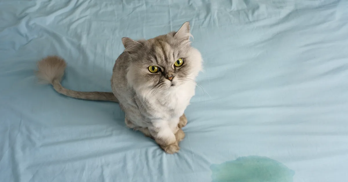 TASUB TEADA ⟩ Need võivad olla põhjused, miks kass sinu voodisse häda teeb