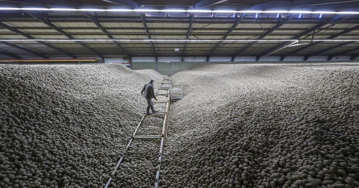 Rekordilise kartulisaagi järel jagati Berliinis laiali tonnide kaupa mugulaid