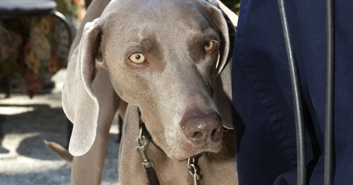 ELU25 ⟩ KULTUURIKOER SABA: teleka ees muutusteta elik sealt ei tule m*nnigi