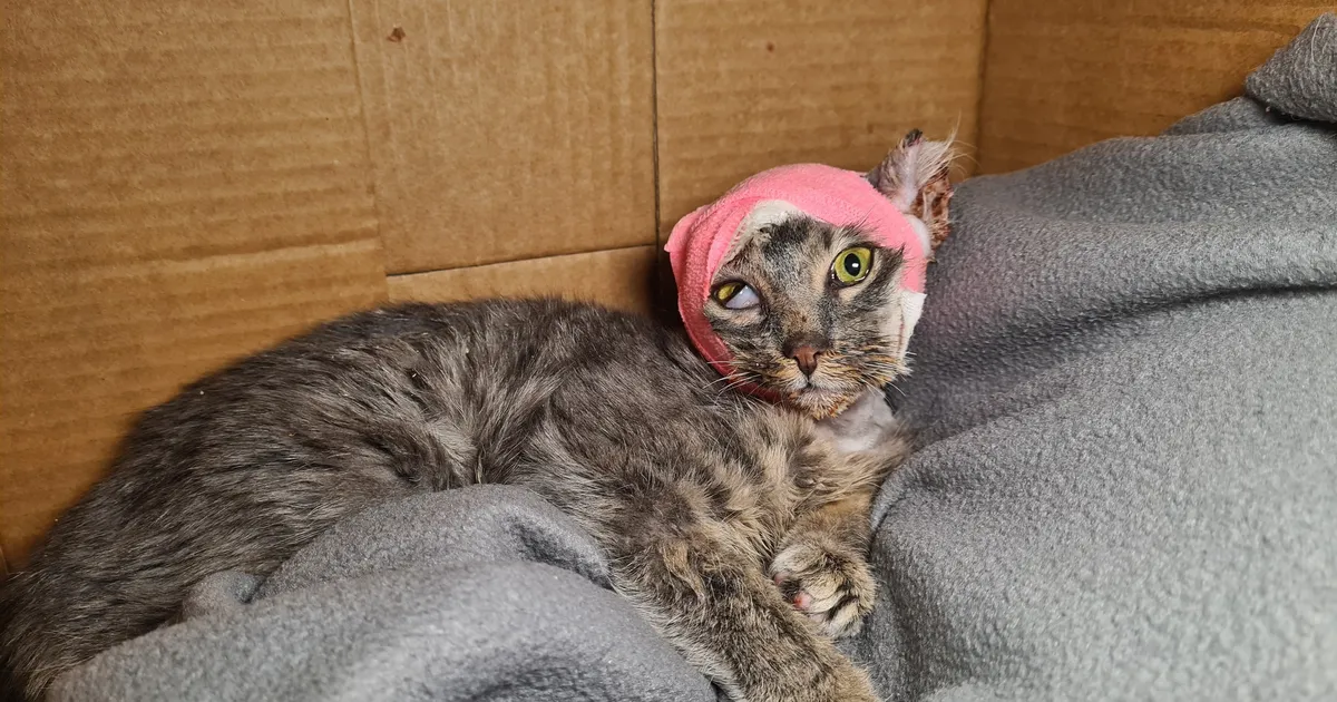 FOTOD ⟩ Viljandi varjupaika sattus šokeerivas seisus kassipoeg: osa kõrvast tuli eemaldada