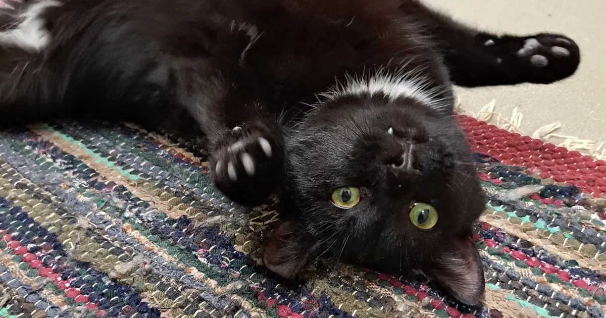 KODUOTSIJA ⟩ Oma peret igatseb Tootsist pärit kassipoiss Tinker