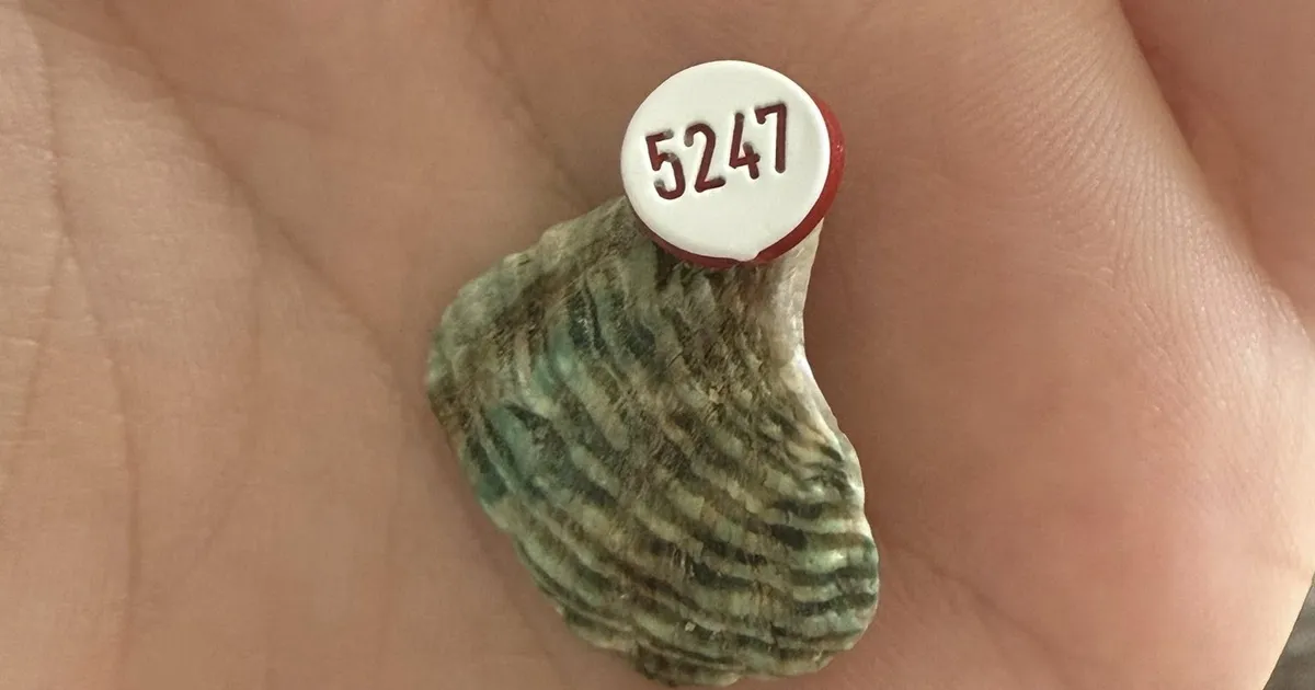 Sukelduja leidis nummerdatud teokarbi – tegemist oli hästivarjatud saladusega