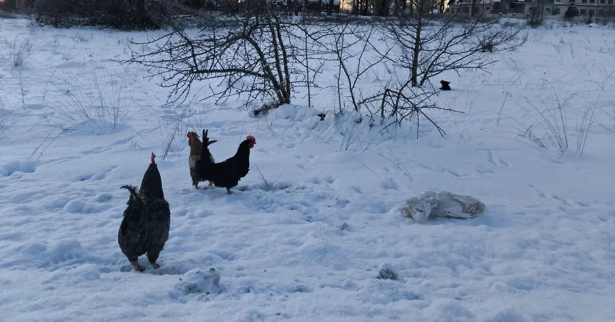FOTOD ⟩ Ootamatu leid: Raplamaa elanik päästis tee äärest neli külmetavat kukke
