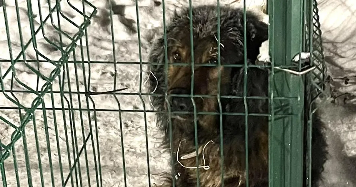 FOTOD ⟩ Pakase käes värisenud ketikoer sai lõpuks sooja: MTÜ Paita Mind püstitas koertele soojakud